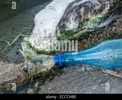 Un gabbiano morto o un uccello al bordo dell'acqua con il becco in una bottiglia di plastica. Concetto di inquinamento plastico. Foto Stock