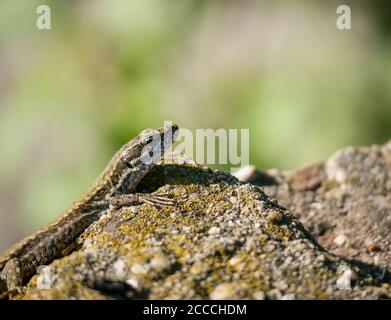 La lucertola di sabbia conosciuta anche come Lacerta agilis seduta su una roccia. Primo piano con una lucertola su sfondo sfocato. Foto Stock