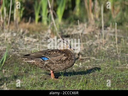 Ibrido femminile di anatra nera americana (anas rubbipes) e Mallard (Anas platyrhynchos). Vista laterale dell'uccello in piedi su terreno erboso. Foto Stock