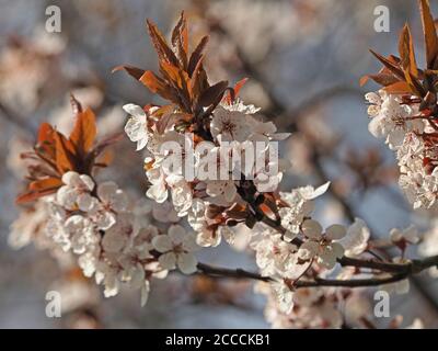 Profuse fiore rosa biancastro di prugna di Pissard (Prunus cerasifera Atropurpurea) contrasta con foglie rossastre emergenti e cielo blu Cumbria, Inghilterra, Regno Unito Foto Stock