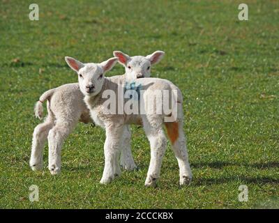 Due agnelli neonatali curiosi bianchi che siedono in piedi al sole di Primavera su pascoli erbosi della campagna nella valle dell'Eden, Cumbria, Inghilterra, Regno Unito Foto Stock
