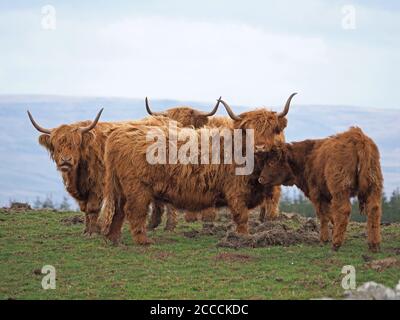 3 mucche da montagna adulte con corna affilate e camici caratteristici proteggono un polpaccio sulla pianura dell'Eden Valley. Cumbria, Inghilterra, Regno Unito Foto Stock