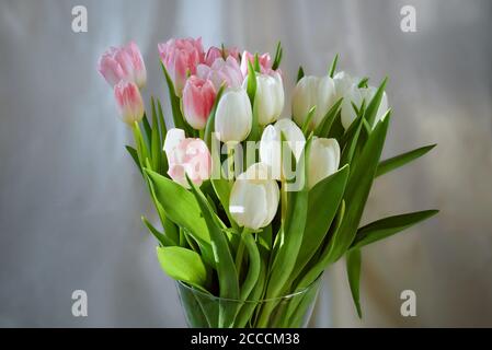 Bouquet di bei tulipani bianchi e rosa in vaso in luce solare, sfondo offuscato, vita morta Foto Stock