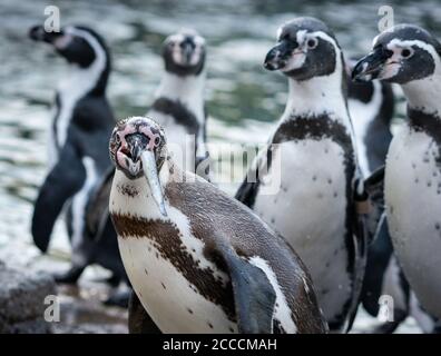 19 agosto 2020, Hessen, Francoforte sul meno: I pinguini Humboldt si levano curiosamente al momento di nutrire lo zoo di Francoforte. 20 altre conspecifiche del Luisenpark di Manheim erano arrivate al mattino perché lo zoo è stato rinnovato quella notte. Gli animali devono vivere con le loro conspecifiche a Francoforte durante il periodo di ristrutturazione. Ma prima dovranno essere messi in quarantena per una settimana. Foto: Frank Rumpenhorst/dpa Foto Stock