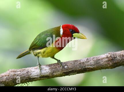 Maschio Barbet a testa rossa (Eubucco bourcierii) nel versante occidentale andino dell'Ecuador. Foto Stock