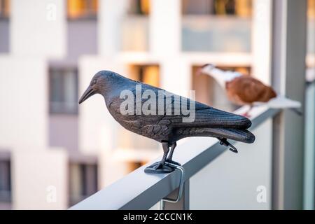 Piccione rosso bianco seduto vicino al corvo di plastica Foto Stock