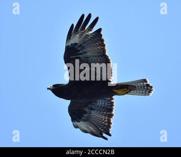 Galapagos Hawk (Buteo galapagoensis) che sorvola l'isola Espanola sulle isole Galapagos. Visto dal basso. Foto Stock