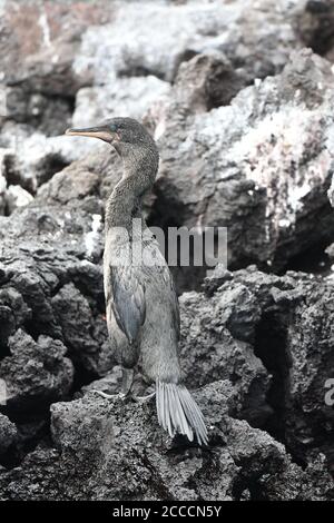 Cormorano senza luce (Phalacrocorax harrisi) sull'isola di Isabela nelle isole Galapagos. In piedi sulla costa rocciosa di lava. Foto Stock