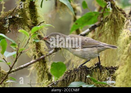 Finch Woodpecker (Camarhynchus pallido) sull'isola di Santa Cruz nelle isole Galapagos. Foto Stock