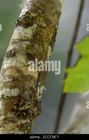 Gekko (specie di uroplatus) con coda di foglia che poggia sul lato destro dell'albero a Perinet, Madagascar. La maggior parte delle specie sono minacciate dalla deforestazione e dall'abitudine Foto Stock