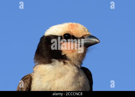 Closeup di uno Shrike (Eurocephalus ruppelli) adulto incoronato nella parte settentrionale del bianco vicino a Negelle in Etiopia. Conosciuto anche come White-Rumped Shrike. Foto Stock