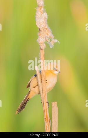 Rinocerzia giovanile (Panurus biarmicus) in letto di canna sulla riserva naturale Lentevreugd nei pressi di Katwijk nei Paesi Bassi. Foto Stock