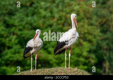 Due cicogne bianche che si erigono su una piccola collina e si curano Foto Stock