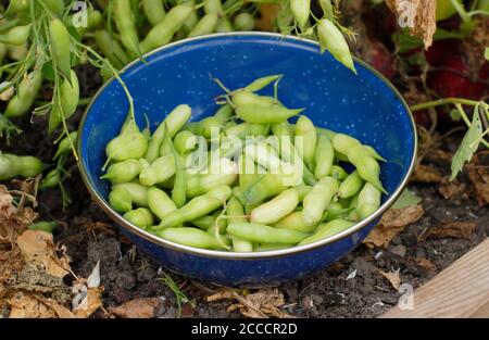 Raphanus sativus. Semi di ravizzone di seguito a lasciare una pianta andare a seme. REGNO UNITO Foto Stock