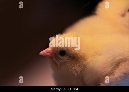 Pulcino giallo neonato Foto Stock