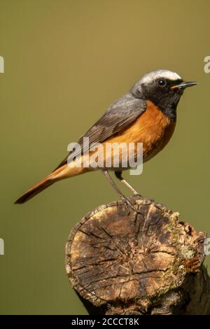 Redstart (maschio) Foto Stock