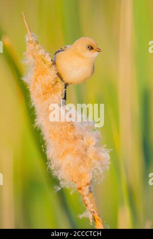 Rinocerzia giovanile (Panurus biarmicus) in letto di canna sulla riserva naturale Lentevreugd nei pressi di Katwijk nei Paesi Bassi. Foto Stock