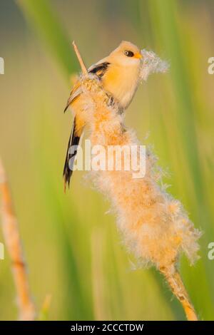 Rinocerzia giovanile (Panurus biarmicus) in letto di canna sulla riserva naturale Lentevreugd nei pressi di Katwijk nei Paesi Bassi. Foto Stock