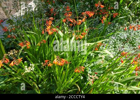 Montbretia (Crocosmia crosmiflora) fioritura e i semi di baccelli Foto Stock