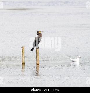 Cormorano seduto appollaiato su un palo in un laghetto acqua Foto Stock