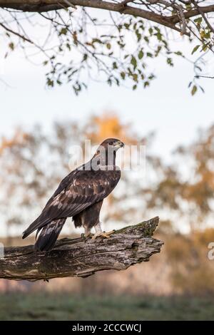 Steinadler, Aquila crisaetos, aquila reale Foto Stock