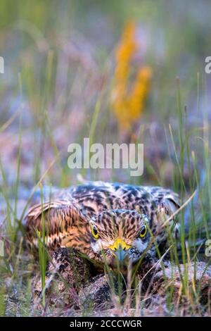 Zampa eurasiatica (Burhinus oedicnemus) Nascondersi nell'erba del delta del Danubio (Romania) Foto Stock