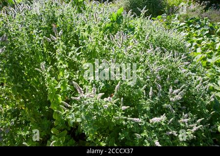 Zecca di cavallo (Mmentha longifolia) menta verde, menta biblica, menta selvatica, Foto Stock