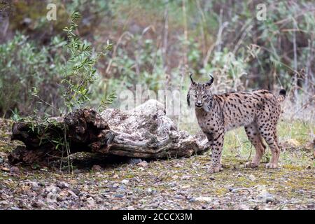 Lince iberica (Lynx pardinus) a Cordova, Spagna. In piedi in habitat. Foto Stock