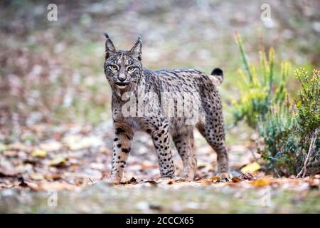 Lince iberica (Lynx pardinus) a Cordova, Spagna. Avviso da adulto in piedi, alla ricerca di una fonte di pericolo possibile. Foto Stock