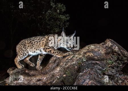 Lince iberica (Lynx pardinus) durante la notte a Cordova, Spagna. In piedi su un log. Foto Stock