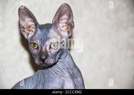 Gattino grigio sphynx acconciato da vicino. Gattino grigio sfigo. Bel viso di gatto con pelle senza peli. Foto Stock
