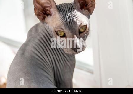 Gattino grigio sfighetto senza capelli, acconciatura, anti-allergenico gatto, animale domestico guardare davanti bello viso di gatto con pelle senza peli. Foto Stock