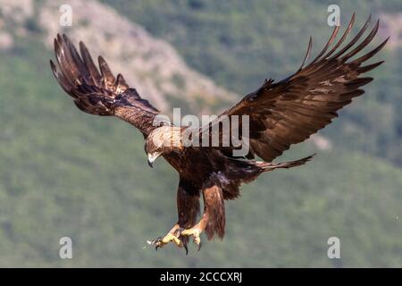 Aquila d'oro (Aquila chrysaetos) che atterra nella riserva naturale nei pressi di Madrid in Spagna. Foto Stock