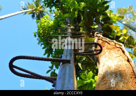 scala utilizzata per raccogliere il pepe da viti di pepe che crescono su alberi. Questo è un modello di metallo improvvisato in uso a causa della mancanza di scale di bambù. Foto Stock