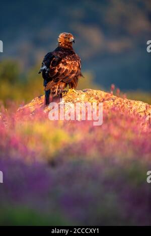 Aquila (Aquila chrysaetos) poggiata su una roccia a terra con prima luce. L'uccello è circondato da bellissimi fiori viola, vicino a Madrid in SPAI Foto Stock