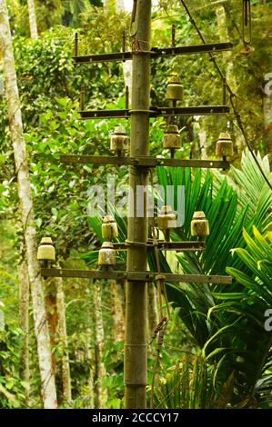 L'immagine mostra una vecchia linea telefonica posta nella foresta. Gli isolatori e il palo mostrano danni dovuti all'esposizione all'ambiente per molti anni. Il montante si alza Foto Stock