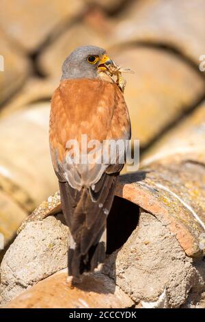 Gheppio minore (Falco naumanni) in Spagna. Adulto maschio con preda nel suo becco seduto su vecchio fienile nella zona rurale spagnola. Foto Stock