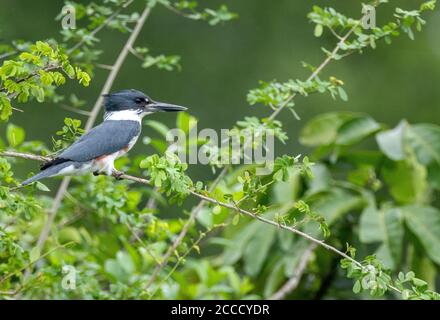 Belted Kingfisher (Megaceryle alcyon) nel Parco Nazionale della Laguna del Tigre, Guatemala. Foto Stock