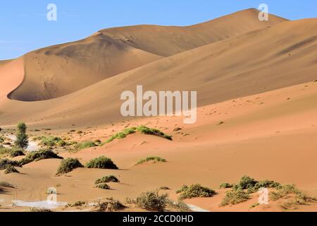 GRANDI DUNE DI SABBIA DURANTE IL SAFARI NEL DESERTO DEL NAMIB NAMIBIA Foto Stock