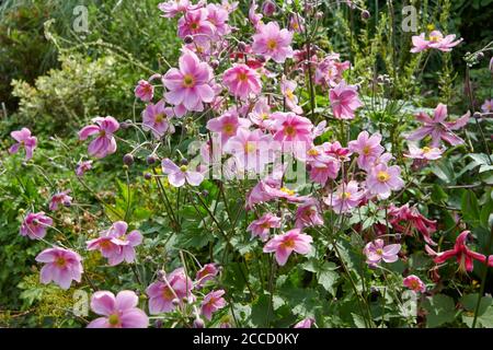 Anemone giapponese 'Hadspen abbondanza, timbleweed o fiore di vento Eriocapitella hupehensis, anemone grapeleaf Foto Stock