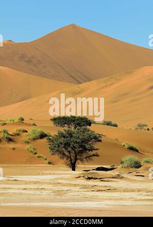 GRANDI DUNE DI SABBIA DURANTE IL SAFARI NEL DESERTO DEL NAMIB NAMIBIA Foto Stock