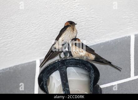 Due rombi rossi orientali adulti (Cecropis daurica japonica) appollaiati su una lampada all'esterno di un edificio a Sichuan, Cina. Foto Stock