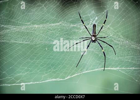 Primo piano di Nephila Pilipes ragno appeso sul web Nella parte meridionale dell'India Foto Stock