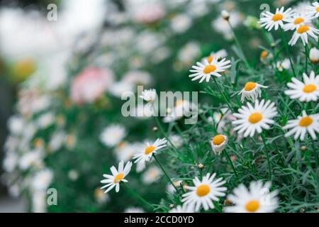 Camomilla campo fiori bordo. Bellissima scena naturale con camomili in fiore in luce solare. Margherita primaverile. Fiore estivo. Bel prato. Foto Stock