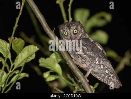 Cipro Scops Owl (Otus cyprius) arroccato in un albero durante la notte su Cipro. Visto da un lato. Foto Stock