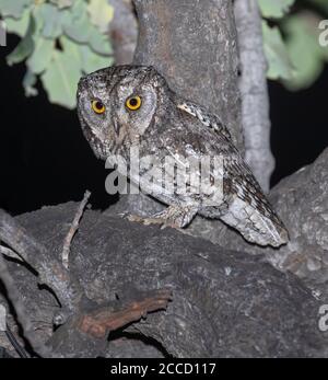 Cipro Scops Owl (Otus cyprius) arroccato in un albero durante la notte su Cipro. Foto Stock