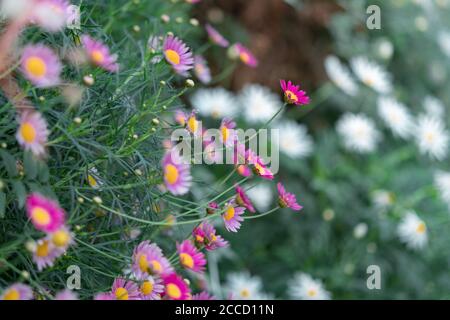 Camomilla campo fiori bordo. Bellissima scena naturale con camomili in fiore in luce solare. Margherita primaverile. Fiore estivo. Bel prato. Foto Stock