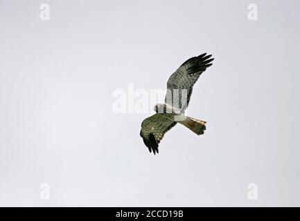 Adulto maschio Malgascio Harrier (Circus macroscele) in volo. Conosciuto anche come il malgascio harrier o malgascia harrier. Foto Stock