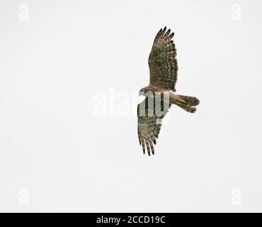 Harrier Malgascio femmina (Circus macroscele) in volo. Conosciuto anche come il malgascio harrier o malgascia harrier. Foto Stock