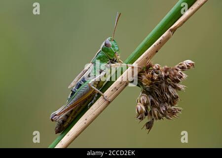 Prato Grasshopper (Chorthippus parallelus) su erba fusto Foto Stock